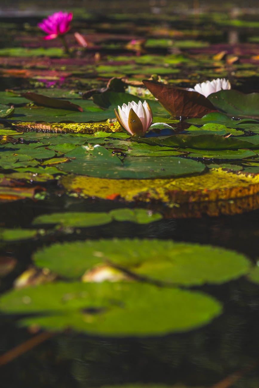 Nénuphar