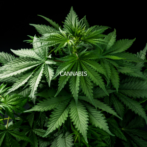 CANNABIS Comment en sortir