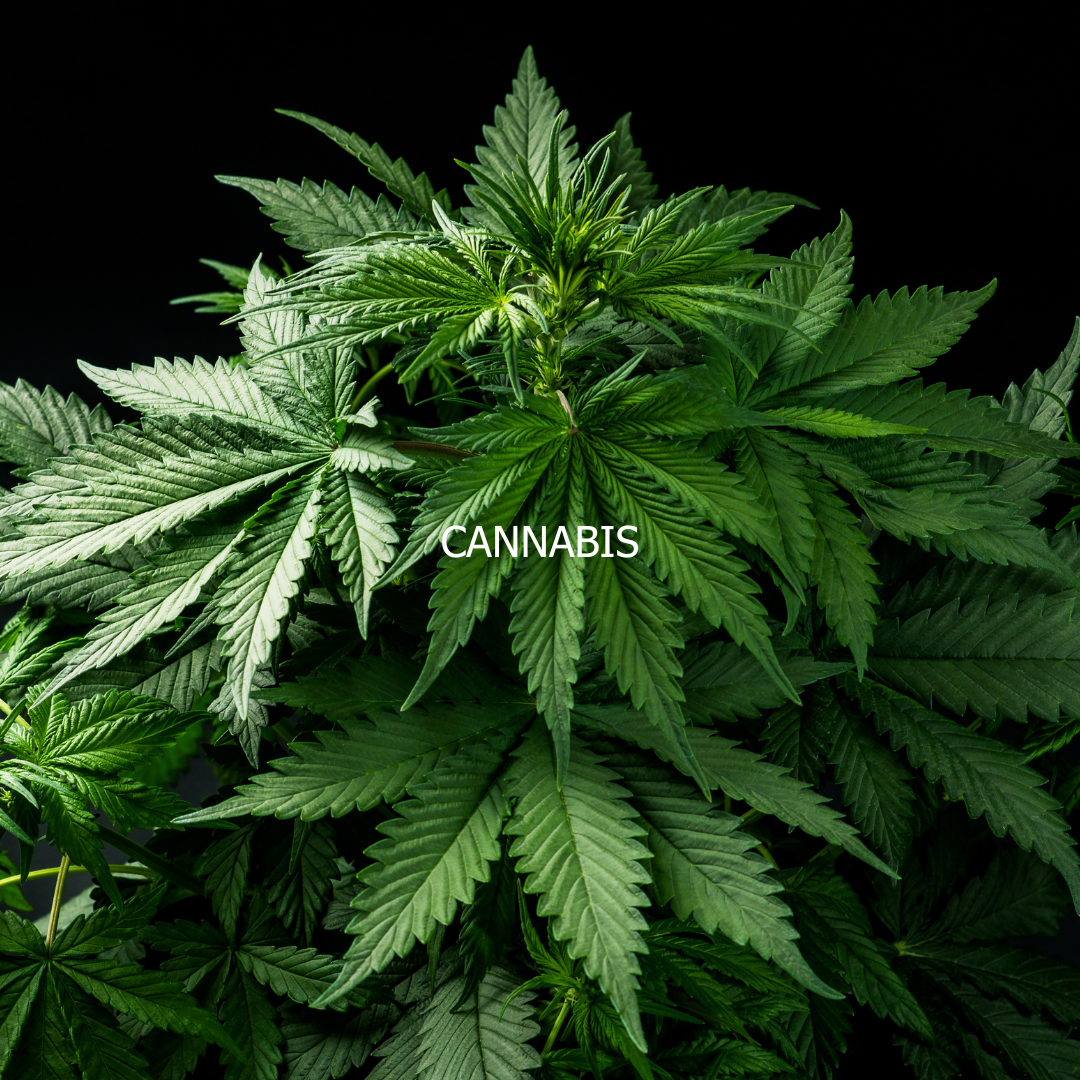 CANNABIS Comment en sortir