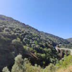 Photo personnelle Portugal Arbres de Vie - Symbole des Oliviers - Symbolique olivier Il est associé à la force, la paix, la victoire et la confiance positive dans l'avenir. L'olivier a toujours été un arbre précieux, source de richesse. L'huile d'olives était « l'or vert », appréciée entre autres pour ses qualités purifiantes.